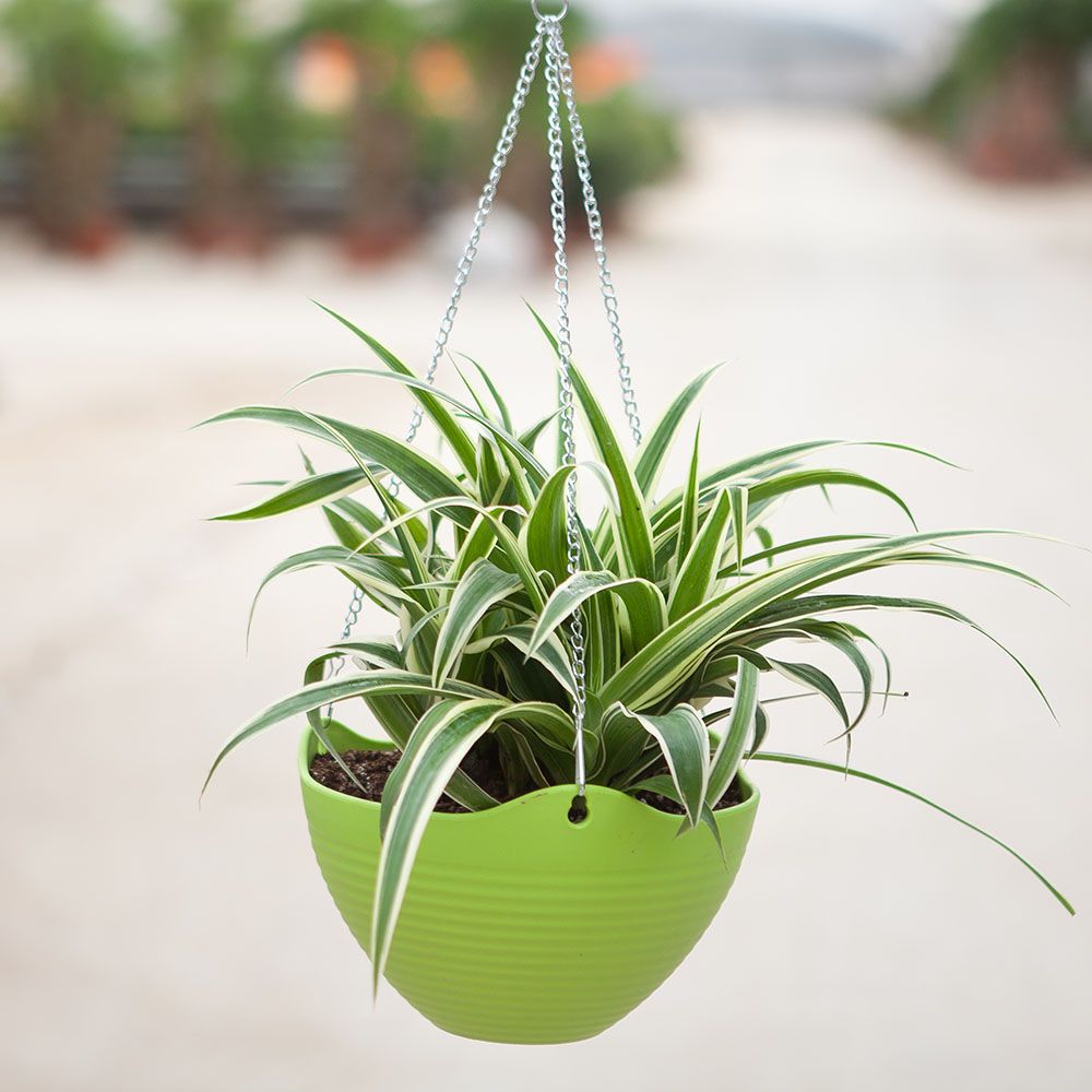 适合办公室摆放的植物-吊兰